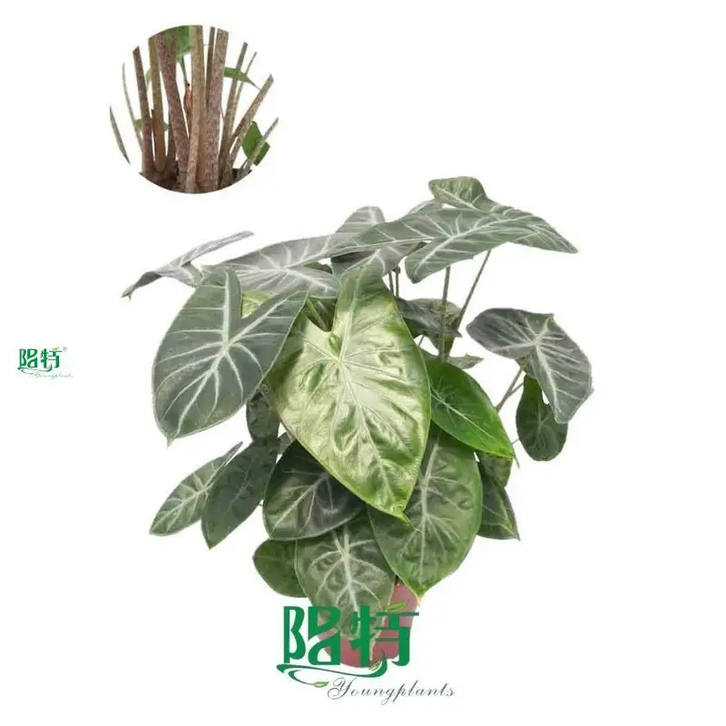 Albocasia Longiloba 'Ivory Coast' - Premium Alocasia Varieties for Ornamental Plants 1