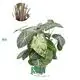 Albocasia Longiloba 'Ivory Coast' - Premium Alocasia Varieties for Ornamental Plants 1
