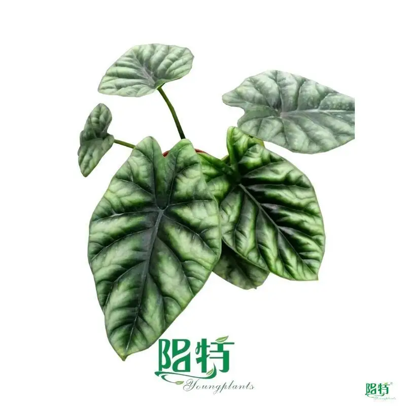 Alocasia Macrorrhizos: Ornamental Plant Variety 1