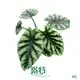 Alocasia Macrorrhizos: Ornamental Plant Variety 1