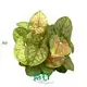 Syngonium Plant Collection - Mature Tissue Culture Varieties 1