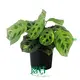 Variegated Maranta 'Prayer Plant' - Vibrant Leaf Variegation 1