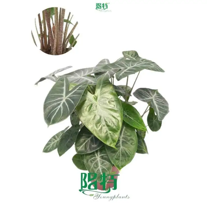 Alcoasia Ivory Coast: High-Quality Ornamental Plants 1