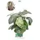 Alcoasia Ivory Coast: High-Quality Ornamental Plants 1