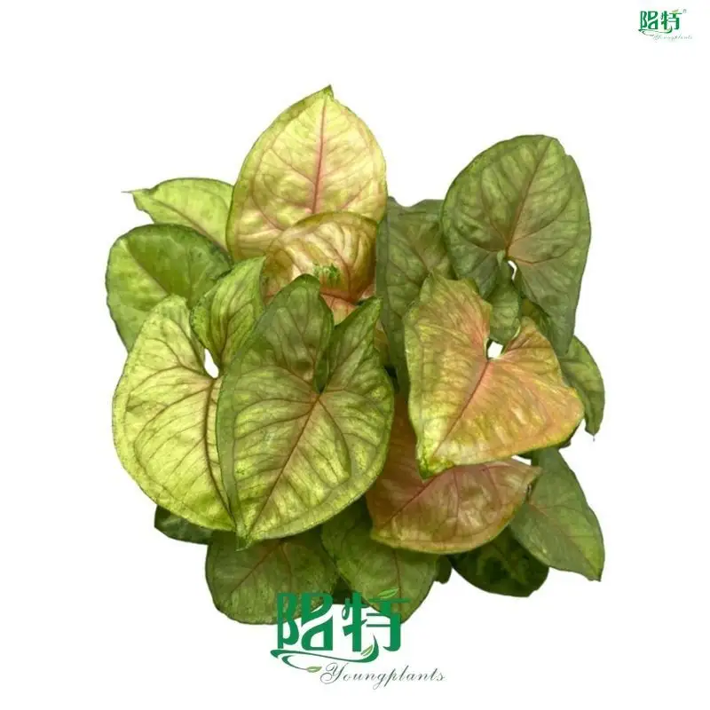 Syngonium Tissue Culture Plants - Mature Technology, Excellent Varieties 1