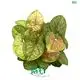 Syngonium Tissue Culture Plants - Mature Technology, Excellent Varieties 1