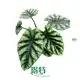 Premium Alocasia Wentii: Superior Ornamental Plants 1