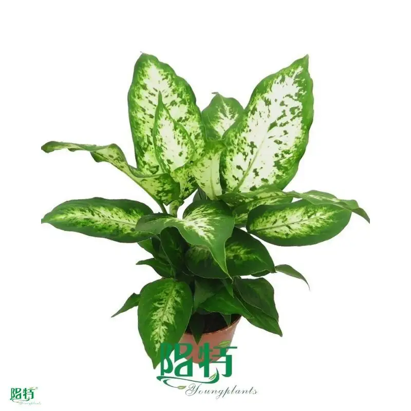 Dieffenbachia Compacta - Beautiful Aglaonema with Light Green Leaves 1