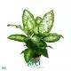 Dieffenbachia Compacta - Beautiful Aglaonema with Light Green Leaves 1