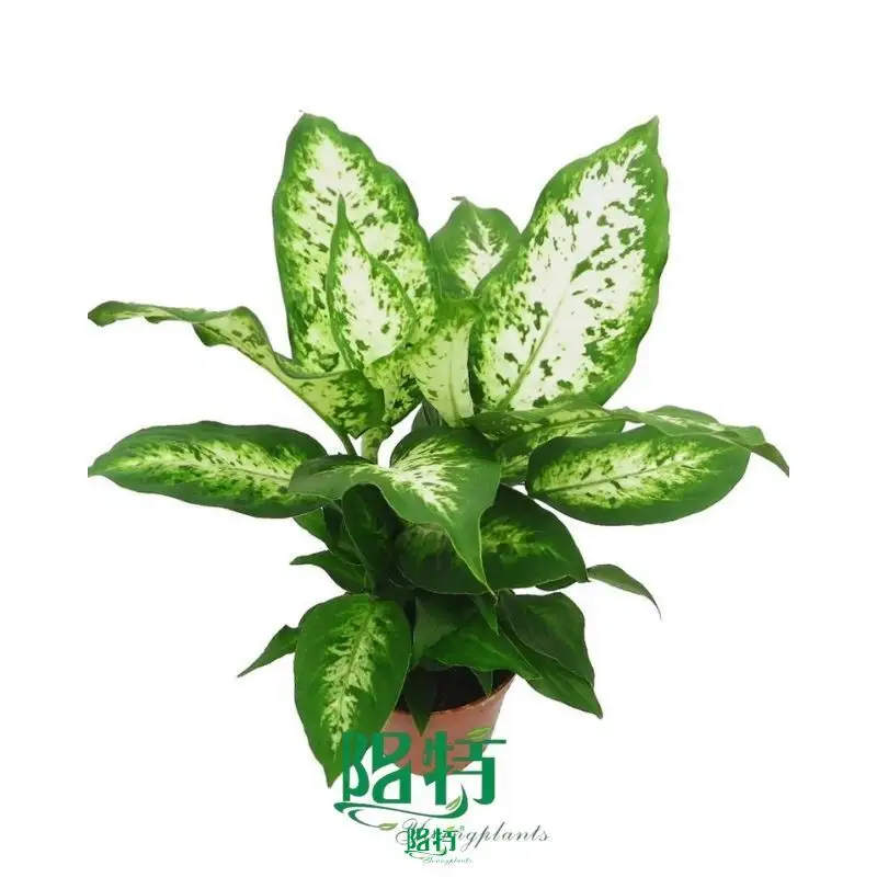 Dieffenbachia Compacta - Tropical Snow Plant 1