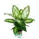 Dieffenbachia Compacta - Tropical Snow Plant 1