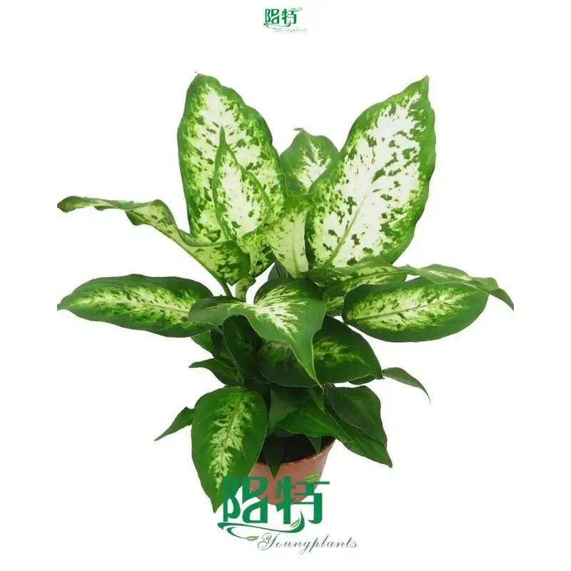 Dieffenbachia Compacta - Ornamental Foliage Plant with White Speckles 1
