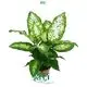 Dieffenbachia Compacta - Ornamental Foliage Plant with White Speckles 1