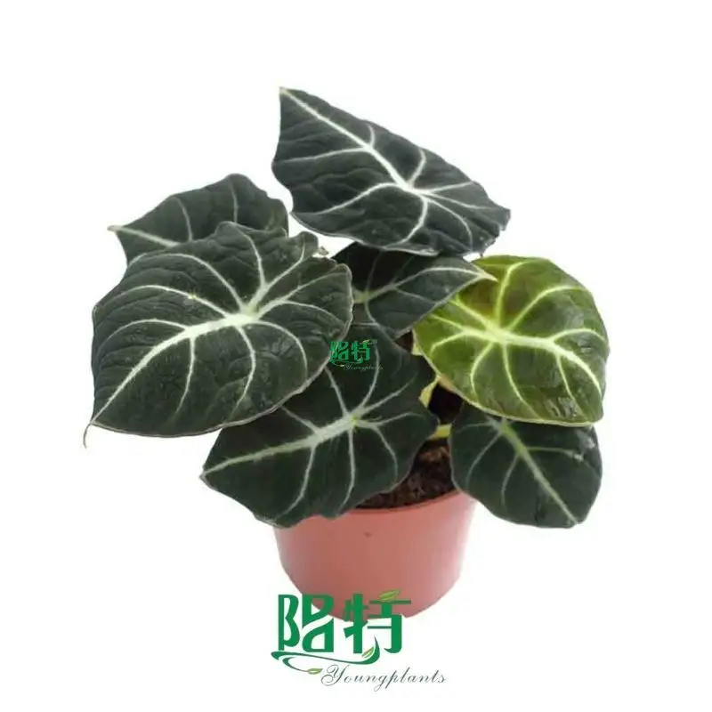 Alocasia 'Black Velvet' - Compact, Dark Green & Silvery White Veins 1