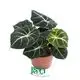 Alocasia 'Black Velvet' - Compact, Dark Green & Silvery White Veins 1