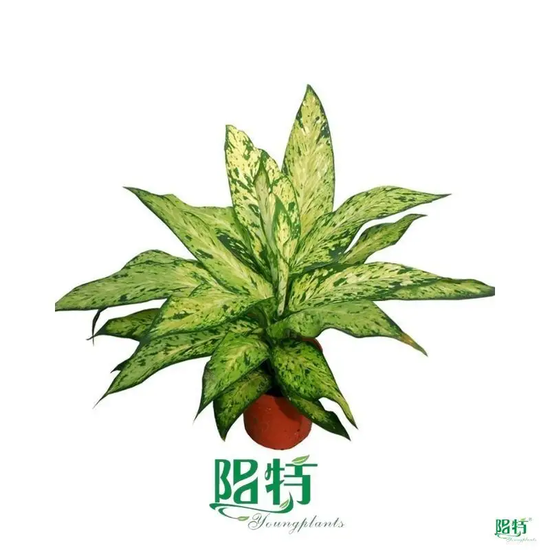 Dieffenbachia Star Bright: Tropic Snow Plant Supplier 1