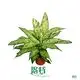 Dieffenbachia Star Bright: Tropic Snow Plant Supplier 1