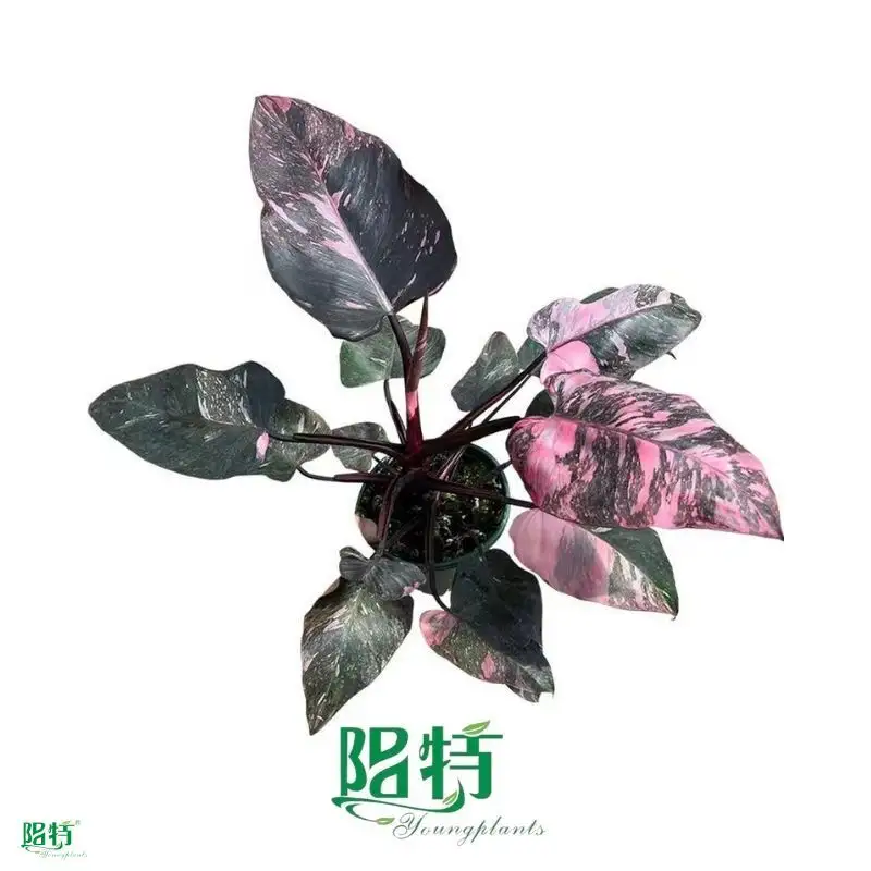 Philodendron Pink Princess Marble: Low Light Adaptation, Wide Variety 1