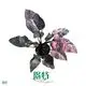 Philodendron Pink Princess Marble: Low Light Adaptation, Wide Variety 1