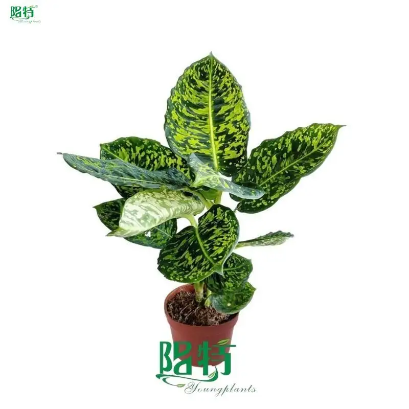 Dieffenbachia Reflector - Compacta Variety 1