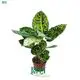 Dieffenbachia Reflector - Compacta Variety 1