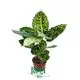 Patterned Dieffenbachia Reflector: Gorgeous Ornamental Foliage 1