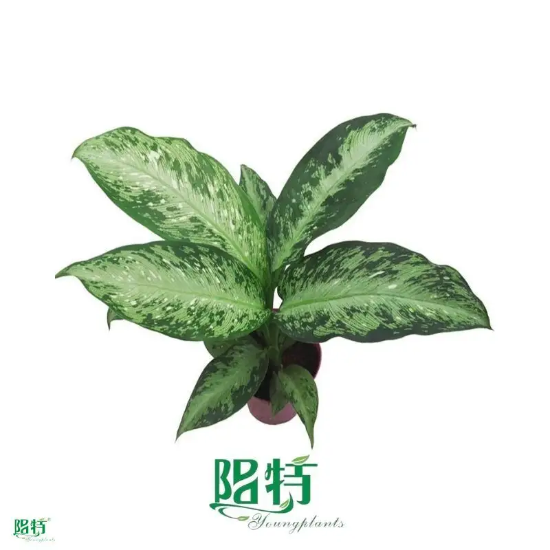 Dieffenbachia Tiki - Ornamental Foliage Plant 1