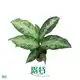 Dieffenbachia Tiki - Ornamental Foliage Plant 1