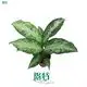 Dieffenbachia Tiki: Ornamental Foliage Plant - Large Output - Contact Us! 1
