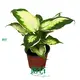 Dieffenbachia 'Cool Beauty' - Hardy Ornamental Plant 1