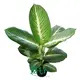 Dieffenbachia 'Sterling' Tissue Culture Plants - Quality Guarantee 1