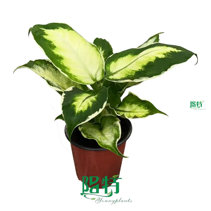 Dieffenbachia Star Bright: Ornamental Foliage Plant Supply 1
