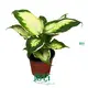 Dieffenbachia Star Bright: Ornamental Foliage Plant Supply 1