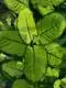 Dieffenbachia Ornamental Foliage Plant - High Output Supplier 1