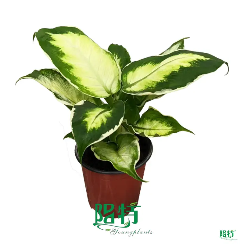 D. amoena 'Cool Beauty' Tissue Culture & Plug Plants 1