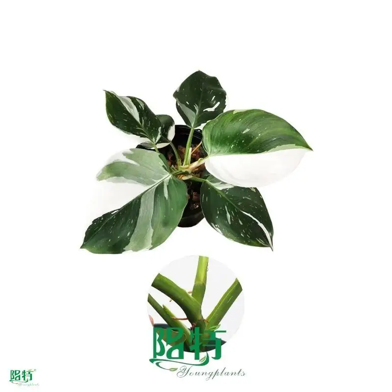 Philodendron White Wizard: Low Light Adaptation, Aesthetic Indoor Plant 1
