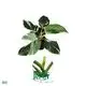 Philodendron White Wizard: Low Light Adaptation, Aesthetic Indoor Plant 1