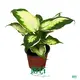 Dieffenbachia 'Cool Beauty' - Ornamental Foliage Plant 1