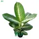 Dieffenbachia 'Sterling' Tissue Culture Plants - Quality and Growth 1