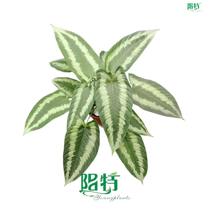 Araceae Tissue Culture Plants: Schismatoglottis Wallichii - White Pattern Foliage 1