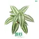 Araceae Tissue Culture Plants: Schismatoglottis Wallichii - White Pattern Foliage 1