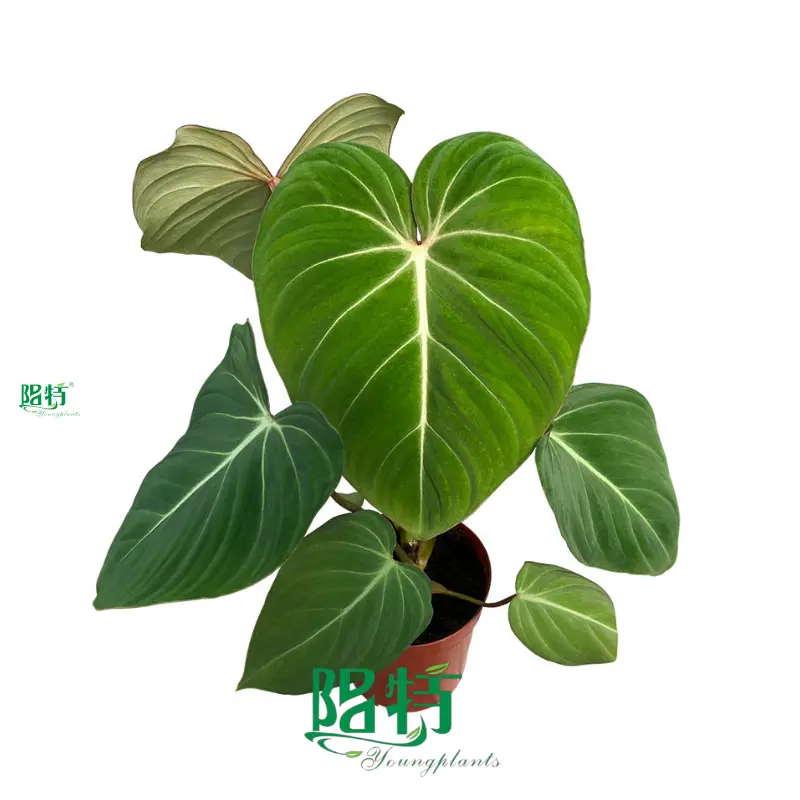 Philodendron Gloriosum Tissue Culture Plants - Velvety Green Foliage - Sunlight Resistant 1