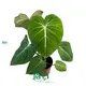 Philodendron Gloriosum Tissue Culture Plants - Velvety Green Foliage - Sunlight Resistant 1