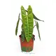 Philodendron Billietiae: Magnificent Wavy Green Leaves, Indoor Sunlight, Buy Now! 1