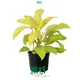 Philodendron Malay Gold - Pink Princess Seedling 1