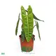 Philodendron billietiae: Magnificent Wavy Leaves for Indoor Use 1