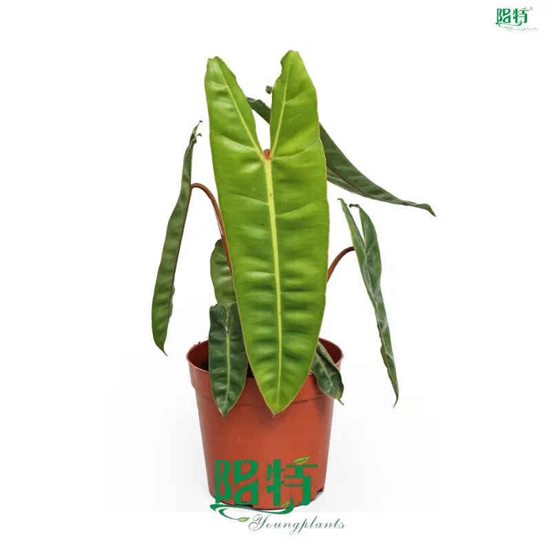 Philodendron billietiae - Exotic Arrow-shaped Leaves for Indoors 1