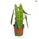 Philodendron billietiae - Exotic Arrow-shaped Leaves for Indoors 1