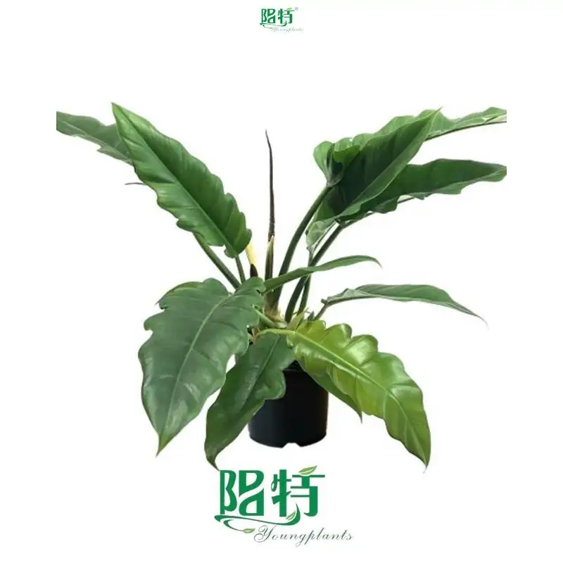 Narrow Philodendron: Light, Temperature, Water, Care & Support 1