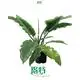 Narrow Philodendron: Light, Temperature, Water, Care & Support 1